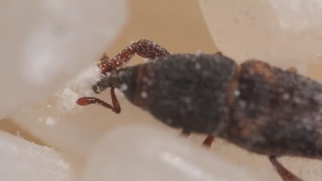 米に穴を掘るメス