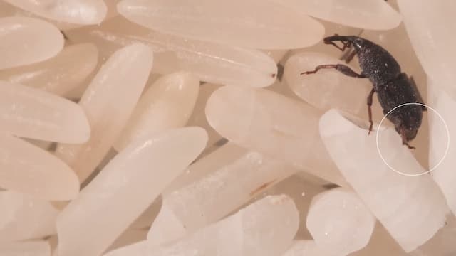 産卵