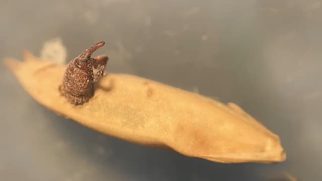 コクゾウムシの成長④
