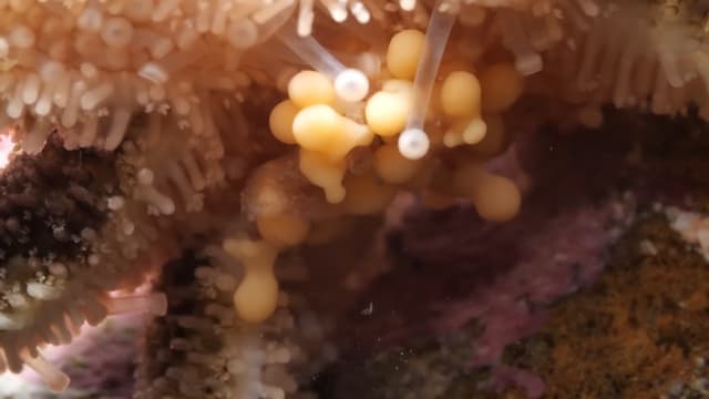 管足