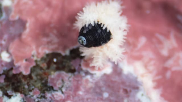 赤ちゃんヒトデの狩り