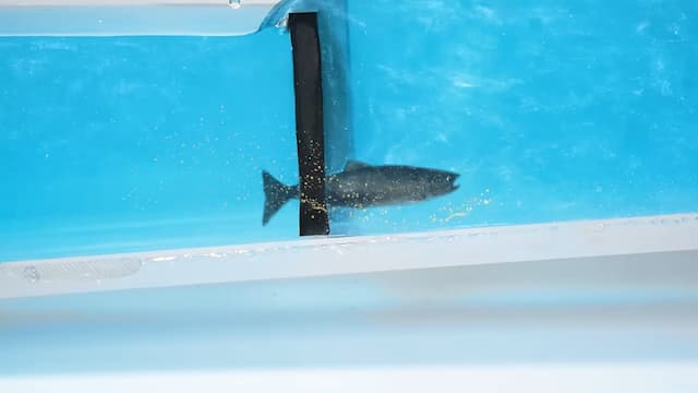 魚道の種類