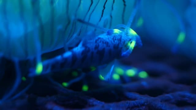 小魚を捕食するクラゲ