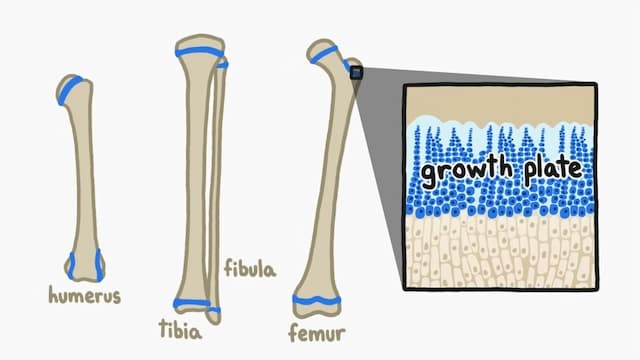 成長を促す軟骨細胞