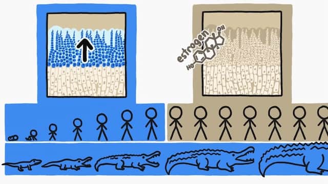 骨の成長を止めるホルモン