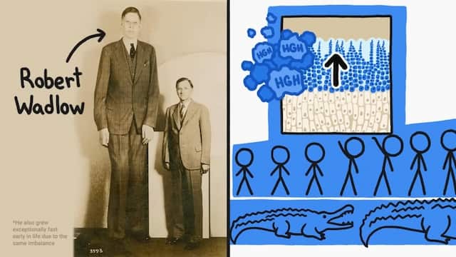 背がのび続けることもある例