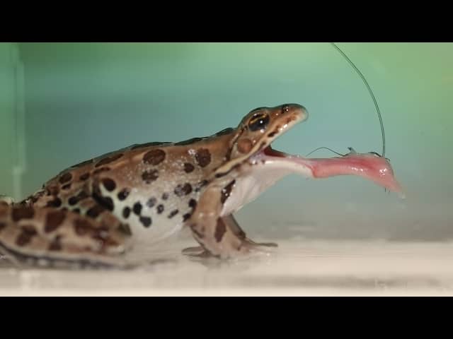 明かされなかったカエルの舌の驚異的なメカニズム 知力空間