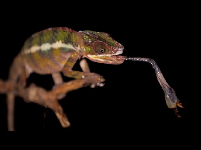 明かされなかったカエルの舌の驚異的なメカニズム 知力空間