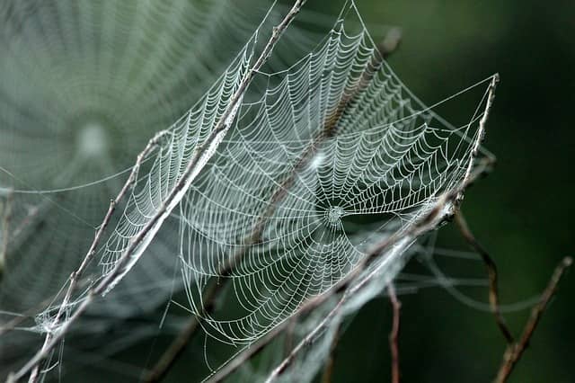 絹糸 よりも優れた クモの糸 からいまだに服をつくれないのはなぜか 知力空間