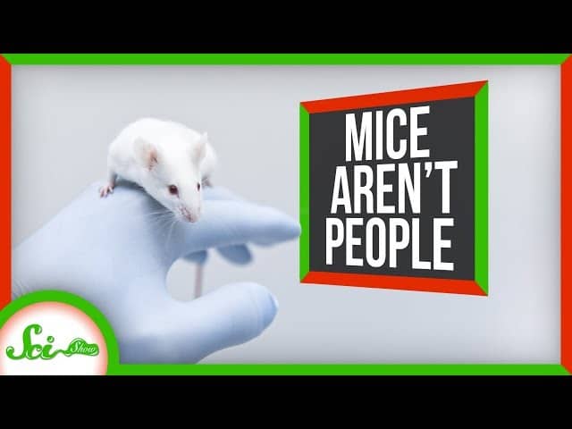 マウスは人間ではない のになぜ病気の研究でマウス実験が行われ続けるのか 知力空間