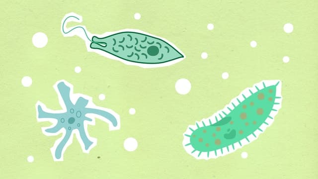 なぜ植物プランクトンはもっと尊敬されるべきなのか 知力空間