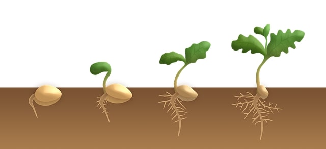 種はなぜ発芽のタイミングが分かるのか 芽が出て植物が成長する仕組み 知力空間