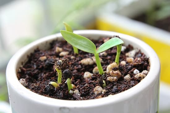 種はなぜ発芽のタイミングが分かるのか 芽が出て植物が成長する仕組み 知力空間