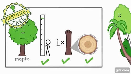 木 と 草 の違いとは 植物の体の特徴や大きさから違いは分からない 知力空間