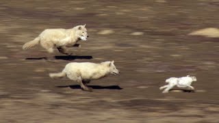 オオカミの群れ「ウルフパック」によるウサギ狩りのイメージ画像