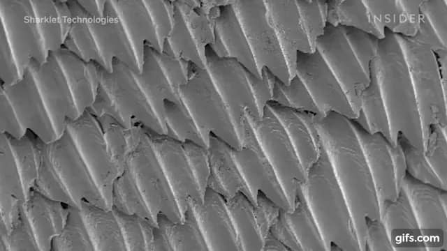 サメの皮がもつ細菌感染を防ぐ驚きの自己防衛構造を発見 抗菌シートに応用 知力空間